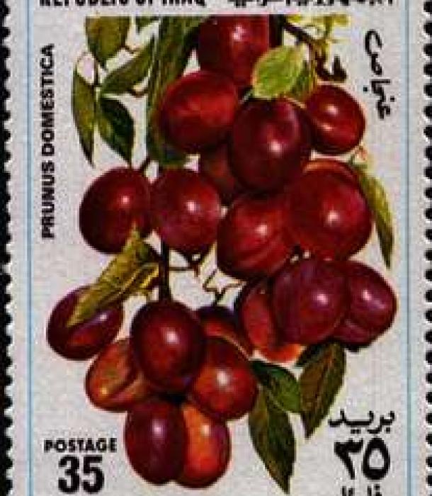 1569-Thumbnail Image-1.jpg